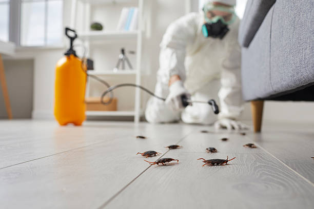 Commercial Rodent Management in Fulton